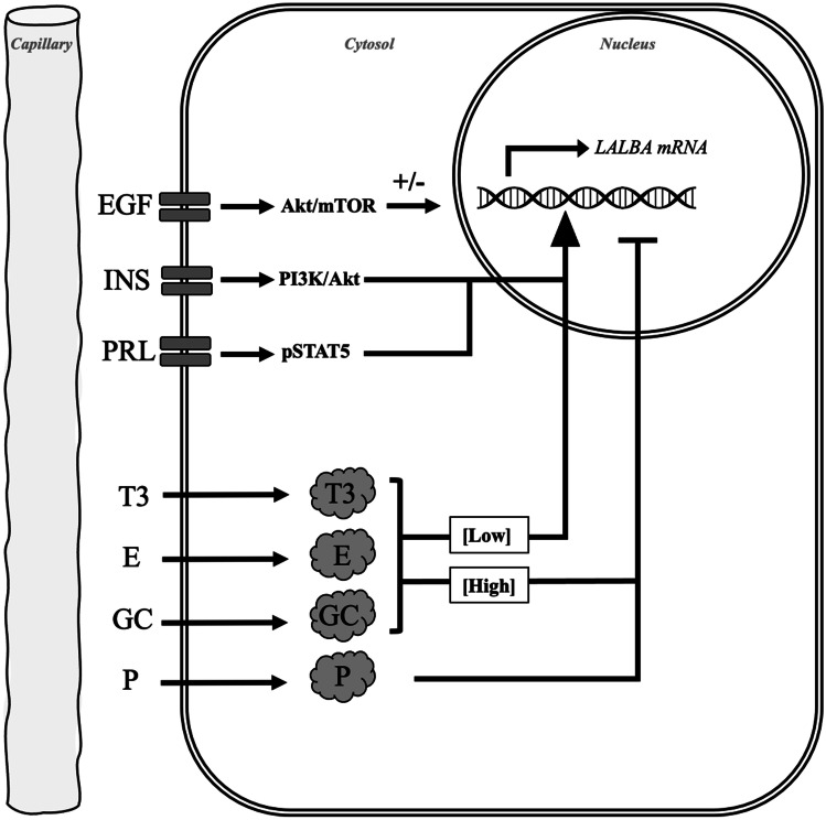 A Comparative Review of the Extrinsic and Intrinsic Factors Regulating Lactose Synthesis.