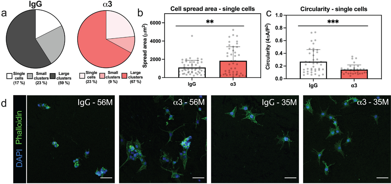 Integrin-mediated interactions with a laminin-presenting substrate modulate biosynthesis and phenotypic expression for cells of the human nucleus pulposus.