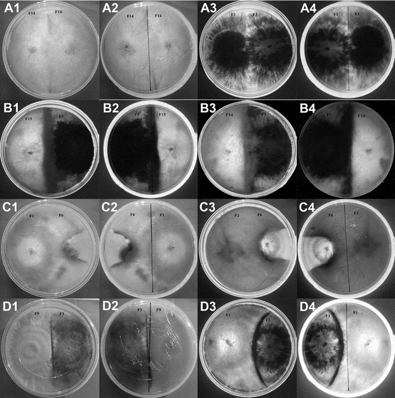 Fungal interactions induce changes in hyphal morphology and enzyme production.