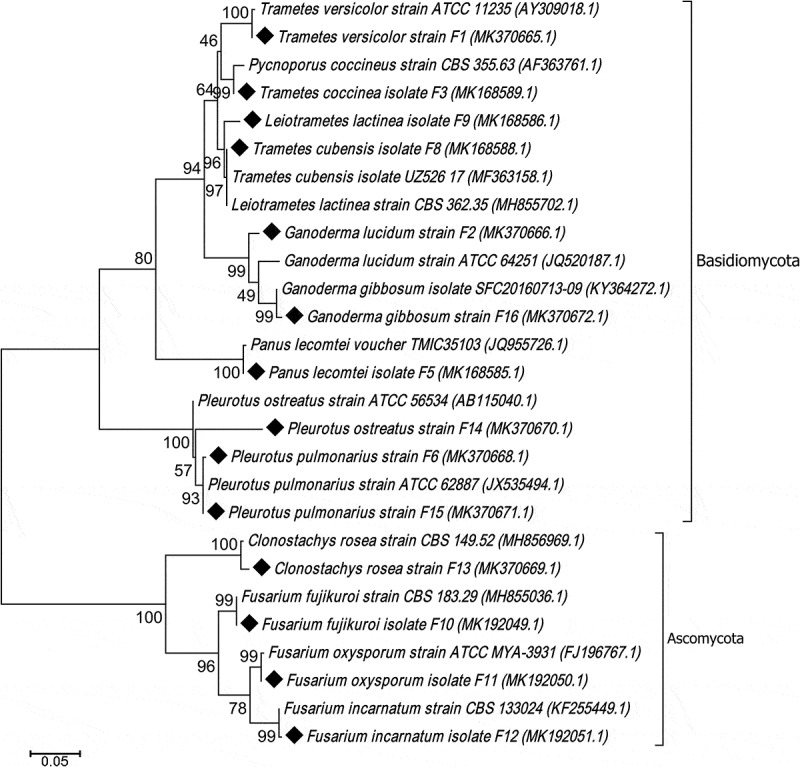 Fungal interactions induce changes in hyphal morphology and enzyme production.