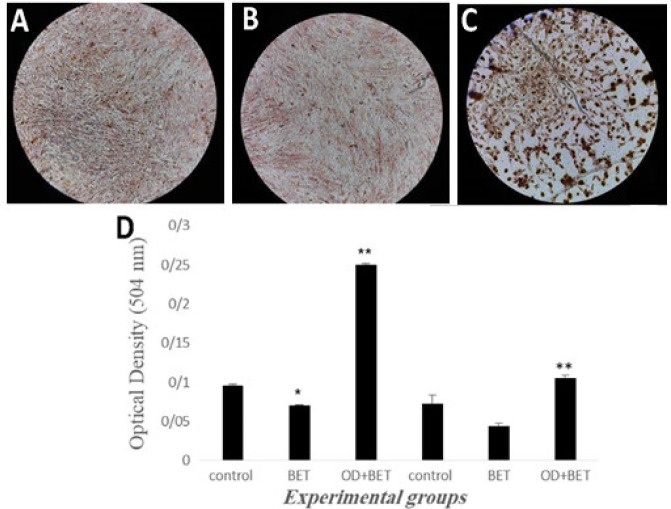 In vitro osteogenic induction of human adipose stem cells co-treated with betaine/osteogenesis differentiation medium.