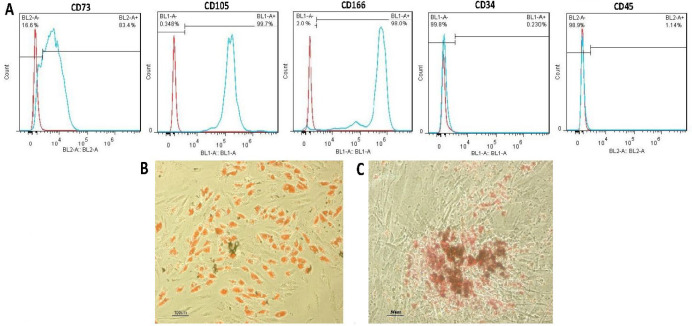 In vitro osteogenic induction of human adipose stem cells co-treated with betaine/osteogenesis differentiation medium.