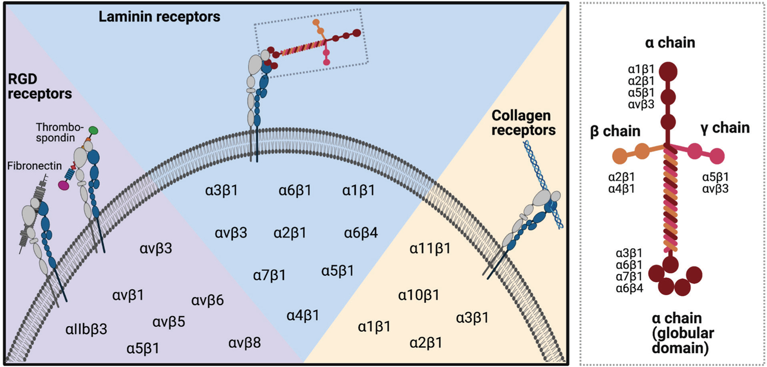 Integrin-mediated interactions with a laminin-presenting substrate modulate biosynthesis and phenotypic expression for cells of the human nucleus pulposus.