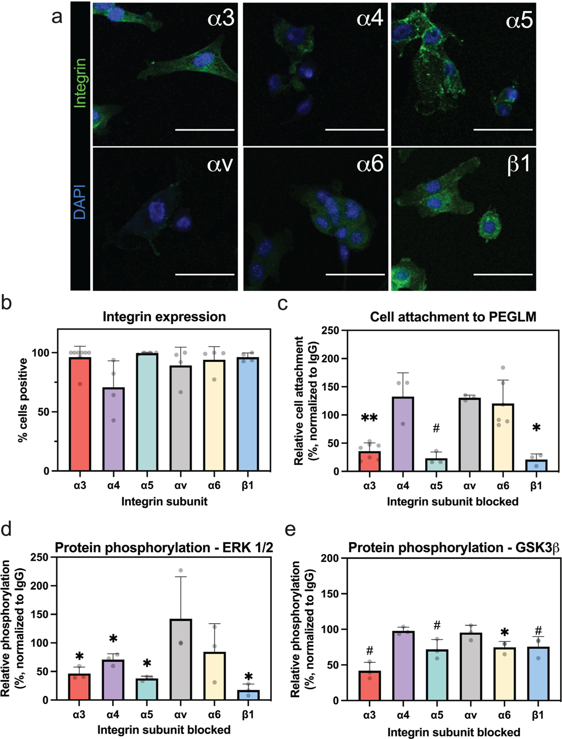 Integrin-mediated interactions with a laminin-presenting substrate modulate biosynthesis and phenotypic expression for cells of the human nucleus pulposus.