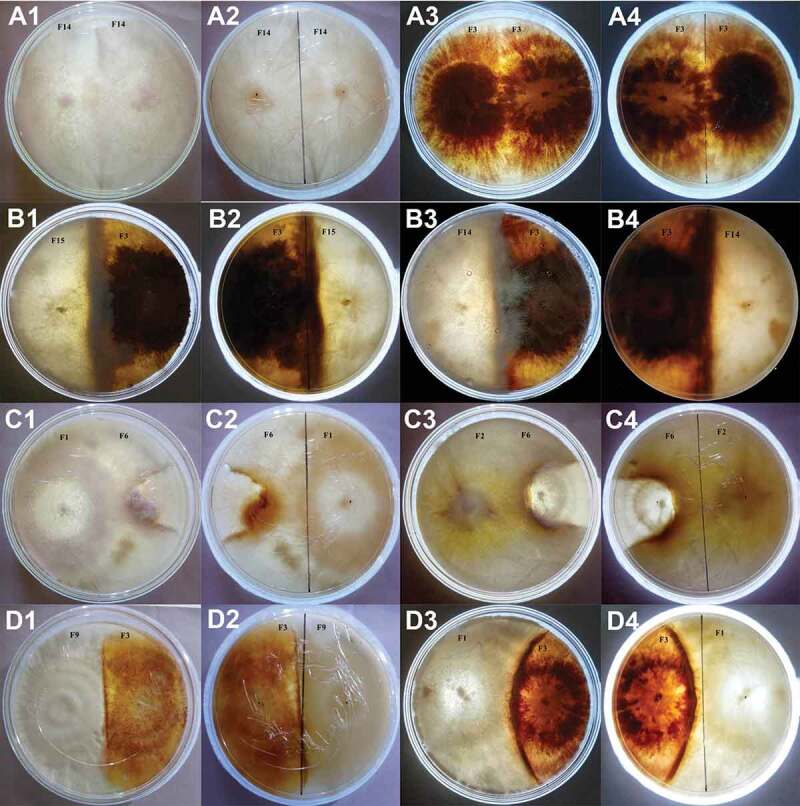 Fungal interactions induce changes in hyphal morphology and enzyme production.