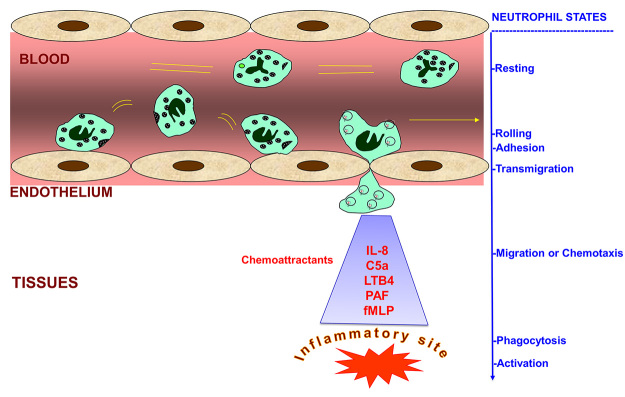 Effects of venoms on neutrophil respiratory burst: a major inflammatory function.