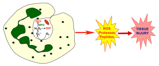 Effects of venoms on neutrophil respiratory burst: a major inflammatory function.