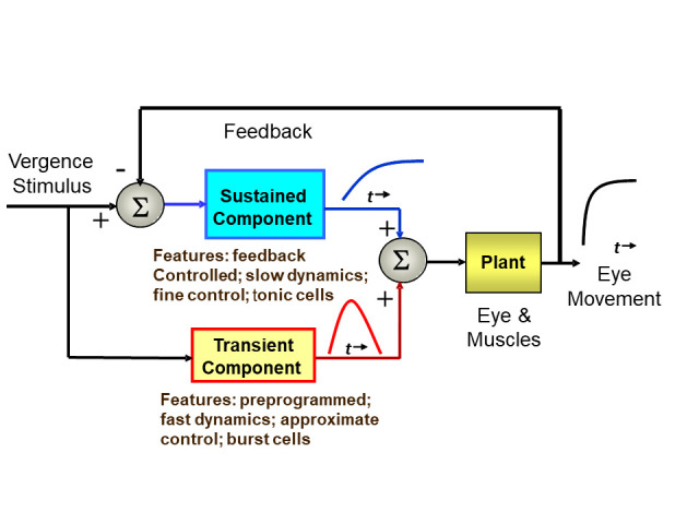 Vergence Fusion Sustaining Oscillations.