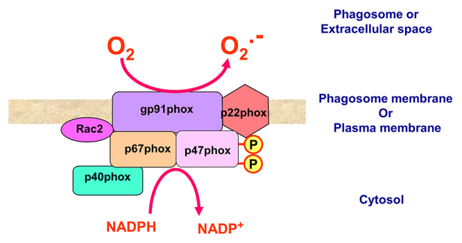 Effects of venoms on neutrophil respiratory burst: a major inflammatory function.