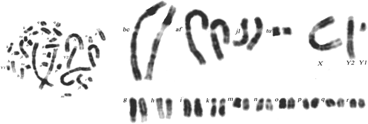 Unusual chromosomal polymorphism of the common shrew, <i>Sorex araneus</i> L., in southern Belarus.