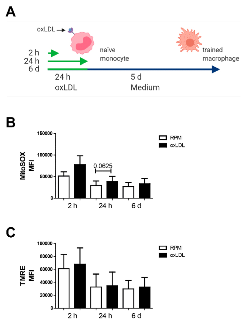 oxLDL-Induced Trained Immunity Is Dependent on Mitochondrial Metabolic Reprogramming.