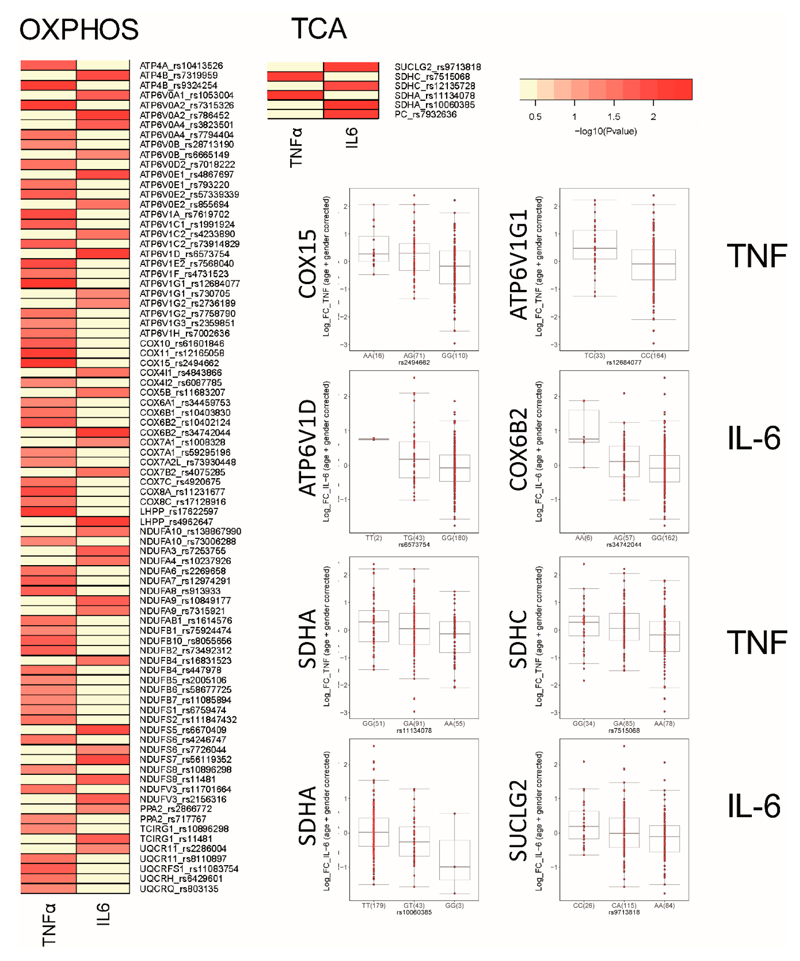 oxLDL-Induced Trained Immunity Is Dependent on Mitochondrial Metabolic Reprogramming.