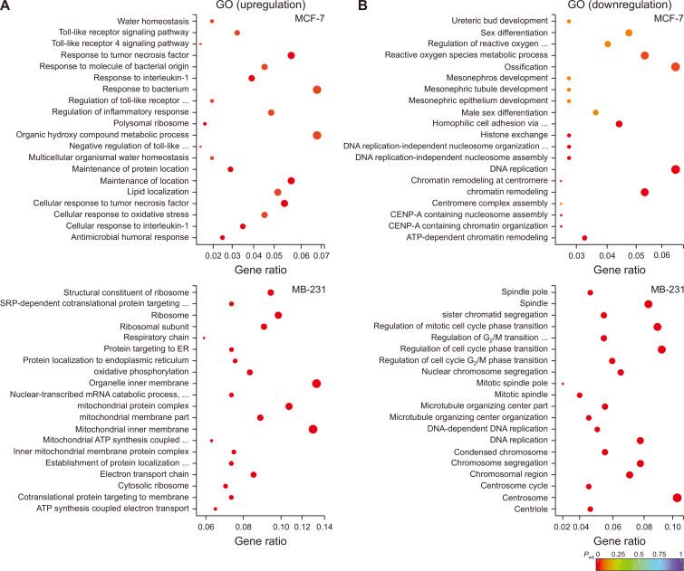 Mechanistic Targets of Diallyl Trisulfide in Human Breast Cancer Cells Identified by RNA-seq Analysis.