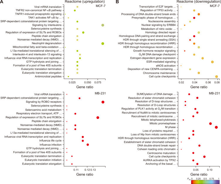 Mechanistic Targets of Diallyl Trisulfide in Human Breast Cancer Cells Identified by RNA-seq Analysis.