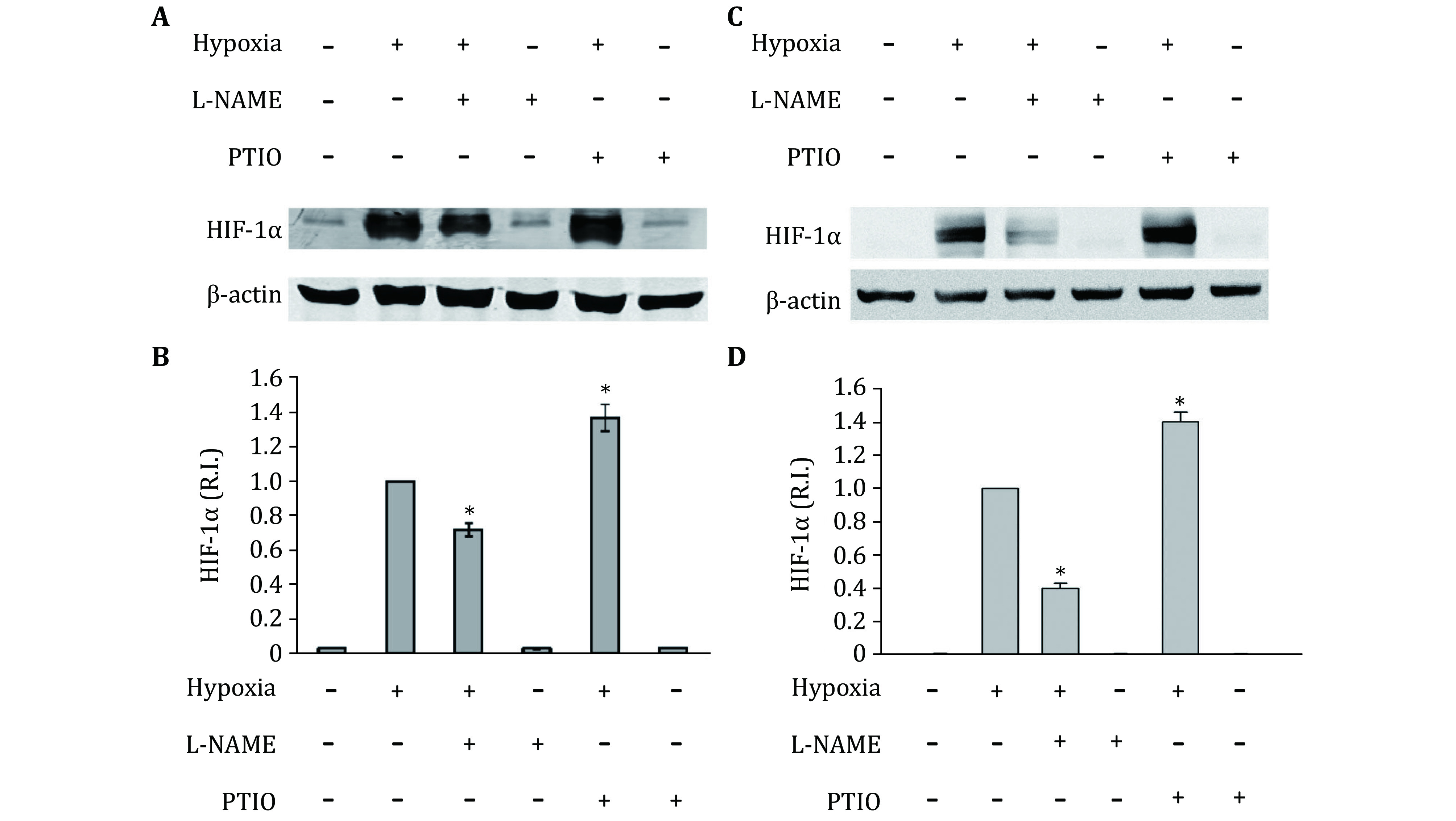 Endogenous reactive oxygen species and nitric oxide have opposite roles in regulating HIF-1alpha expression in hypoxic astrocytes.