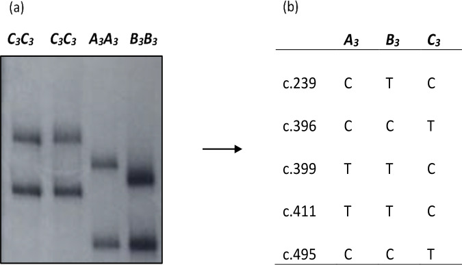 Variation in bovine leptin gene affects milk fatty acid composition in New Zealand Holstein Friesian  ×  Jersey dairy cows.