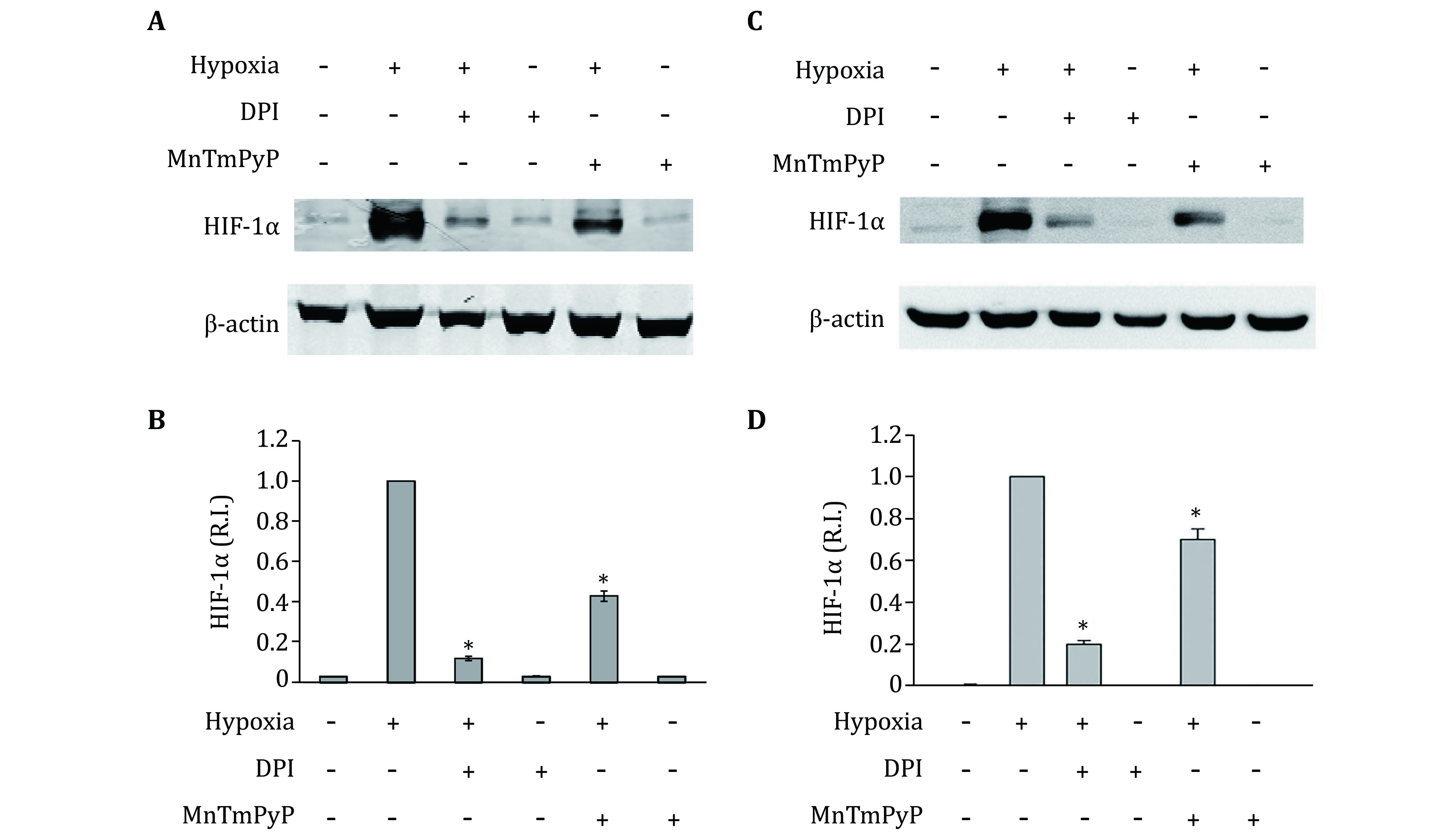 Endogenous reactive oxygen species and nitric oxide have opposite roles in regulating HIF-1alpha expression in hypoxic astrocytes.