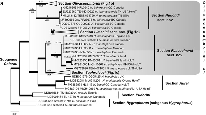 <i>Hygrophorus</i> sect. <i>Olivaceoumbrini</i>: new boundaries, extended biogeography and unexpected diversity unravelled by transatlantic studies.