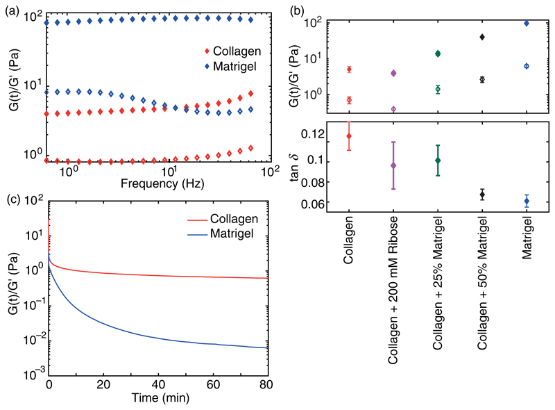 The role of nonlinear mechanical properties of biomimetic hydrogels for organoid growth.