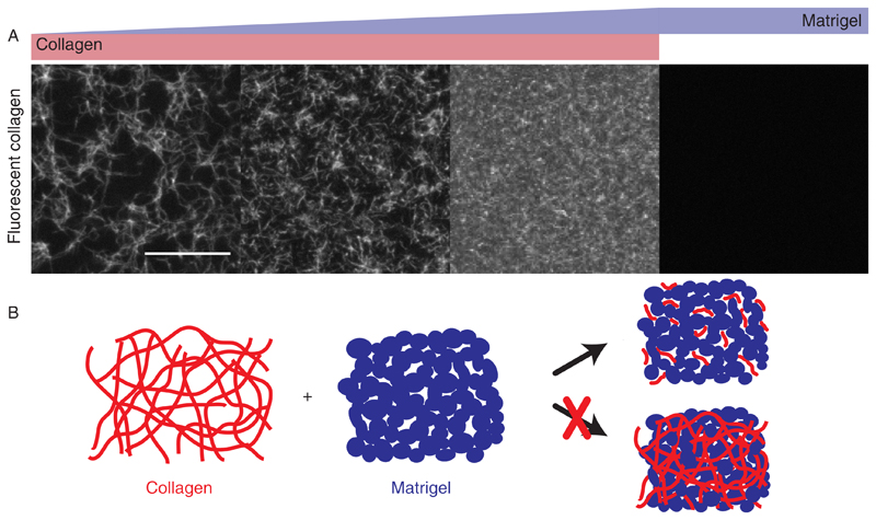 The role of nonlinear mechanical properties of biomimetic hydrogels for organoid growth.