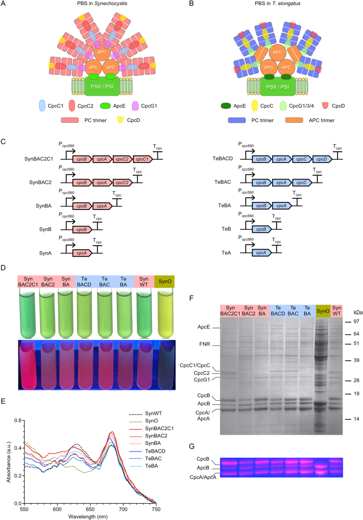 Production of thermostable phycocyanin in a mesophilic cyanobacterium