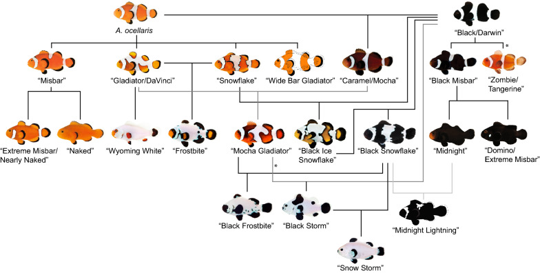 Variation on a theme: pigmentation variants and mutants of anemonefish.