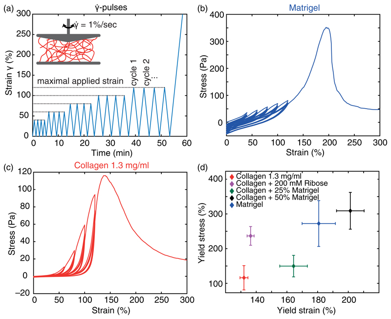 The role of nonlinear mechanical properties of biomimetic hydrogels for organoid growth.