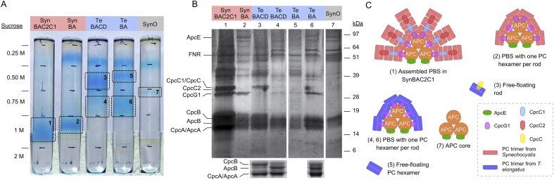 Production of thermostable phycocyanin in a mesophilic cyanobacterium