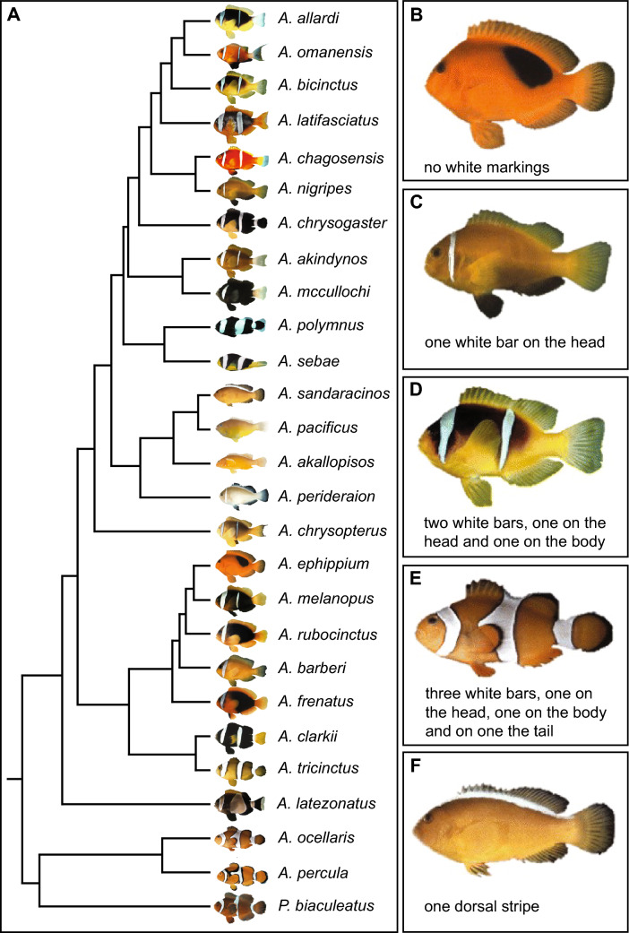 Variation on a theme: pigmentation variants and mutants of anemonefish.