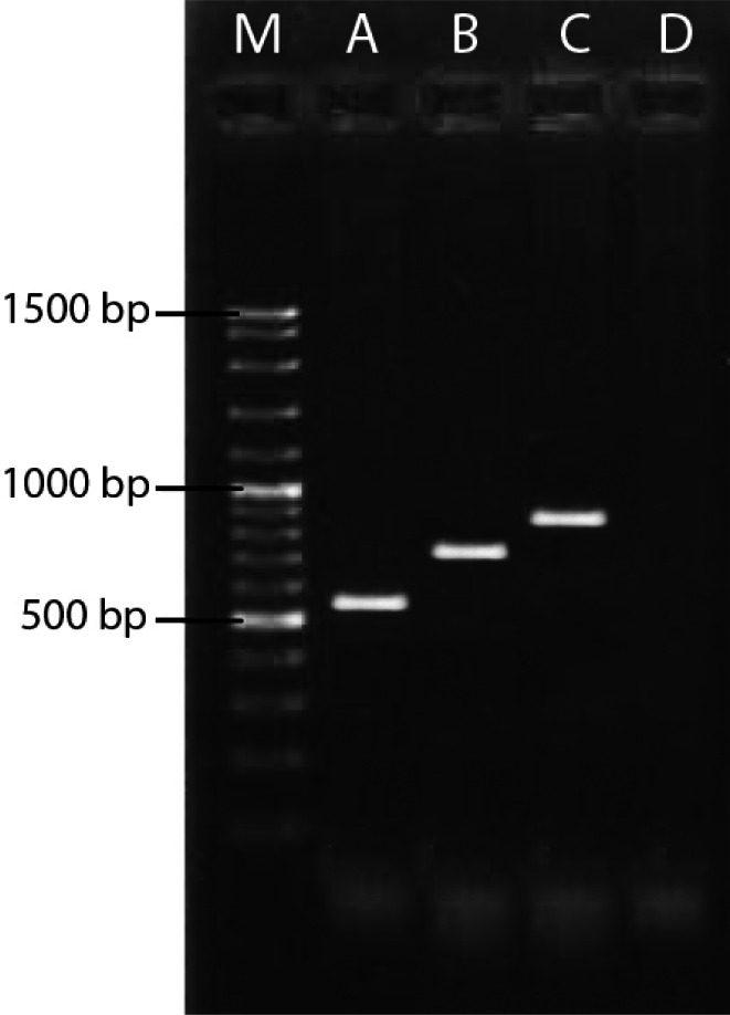 Abundance of antibiotic resistance genes in bacteria and bacteriophages isolated from wastewater in Shiraz.