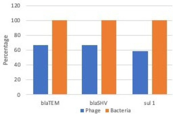 Abundance of antibiotic resistance genes in bacteria and bacteriophages isolated from wastewater in Shiraz.