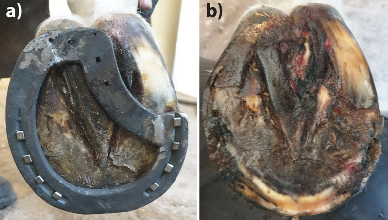 Modified Z-bar shoe eliminates occasional frog bruising accompanying Z-bar shoeing for navicular syndrome management in underrun-heeled horses.