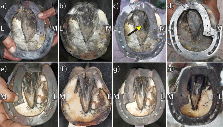 Modified Z-bar shoe eliminates occasional frog bruising accompanying Z-bar shoeing for navicular syndrome management in underrun-heeled horses.