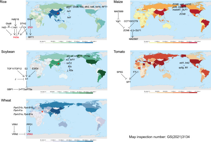 Natural variation and artificial selection of photoperiodic flowering genes and their applications in crop adaptation