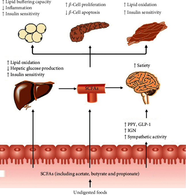 Corrigendum to "Modulation of Short-Chain Fatty Acids as Potential Therapy Method for Type 2 Diabetes Mellitus".