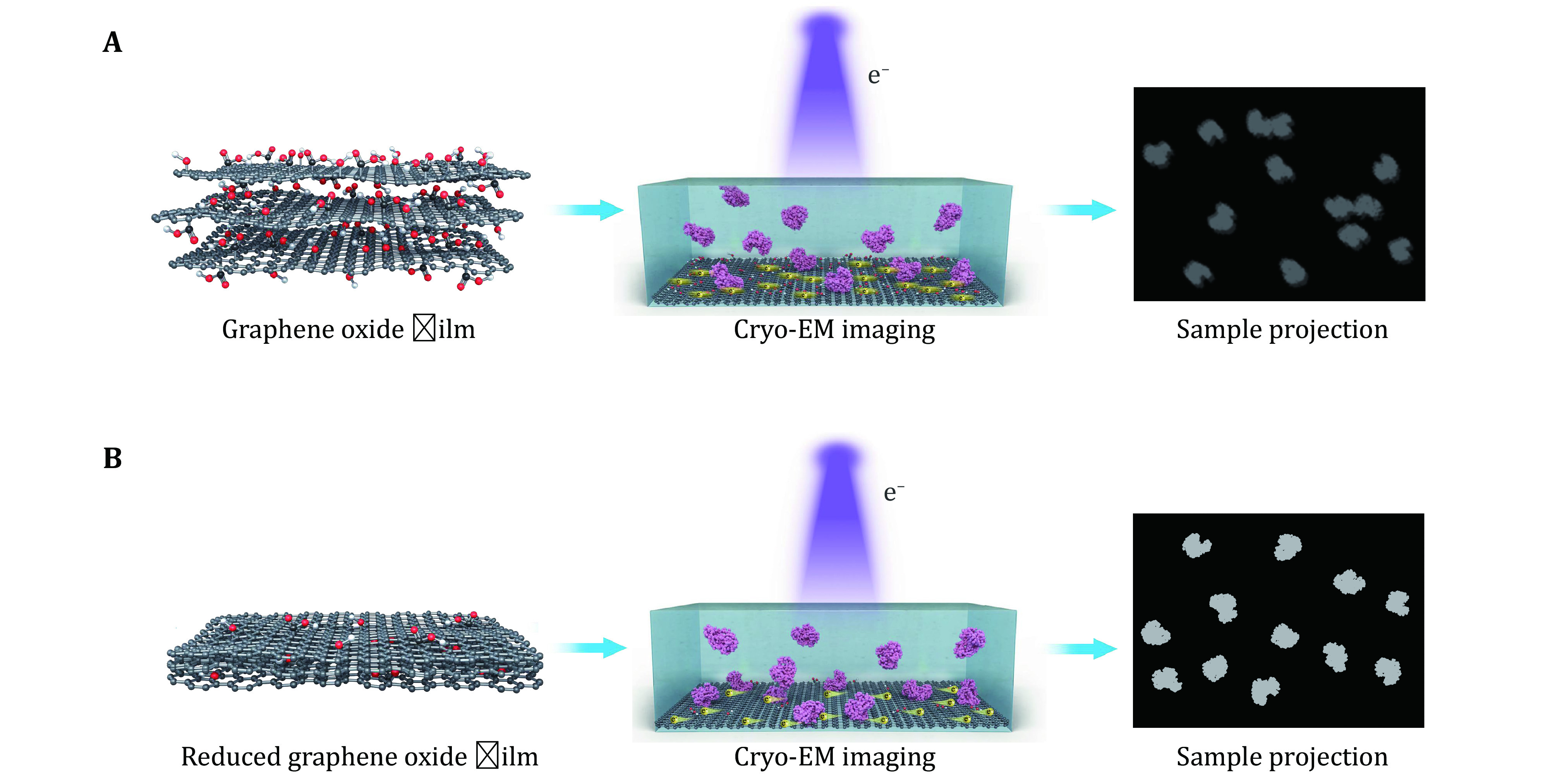 Reduced graphene oxide membrane as supporting film for high-resolution cryo-EM.