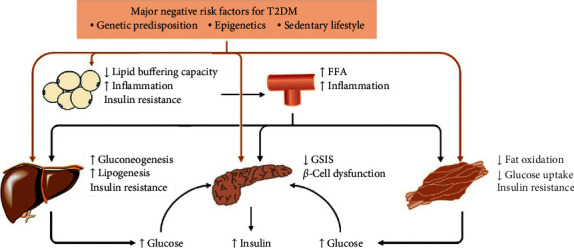 Corrigendum to "Modulation of Short-Chain Fatty Acids as Potential Therapy Method for Type 2 Diabetes Mellitus".