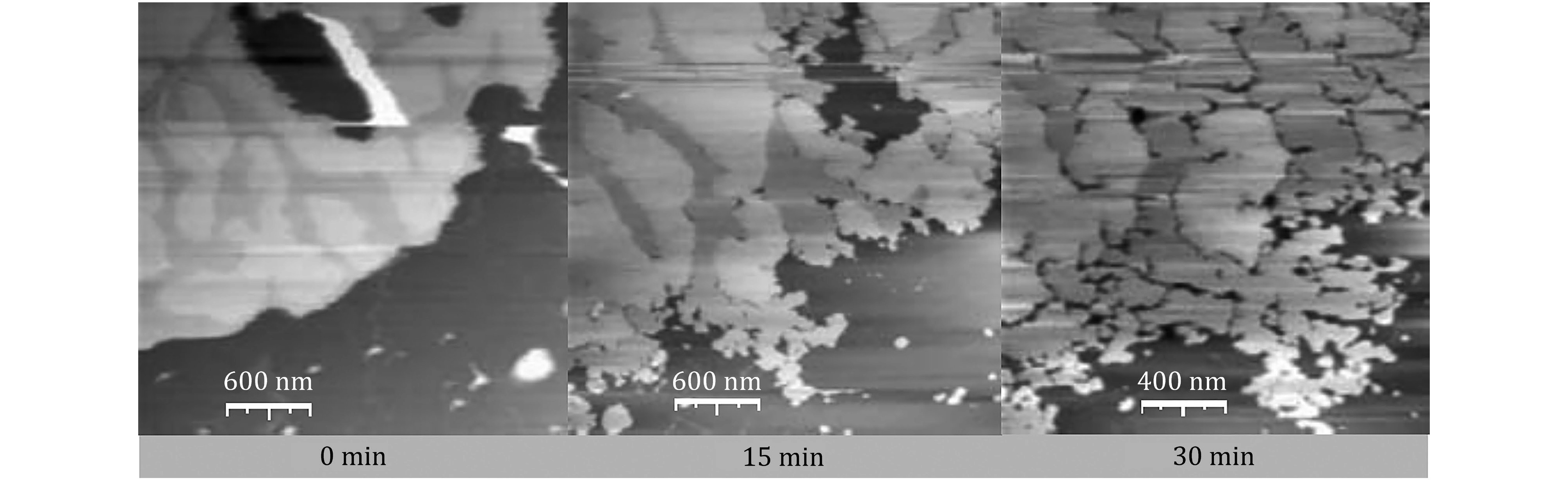 Latest developments on the mechanism of action of membrane disrupting peptides.