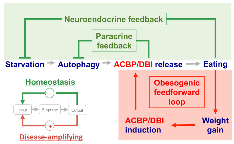 Elevated plasma levels of the appetite-stimulator ACBP/DBI in fasting and obese subjects.