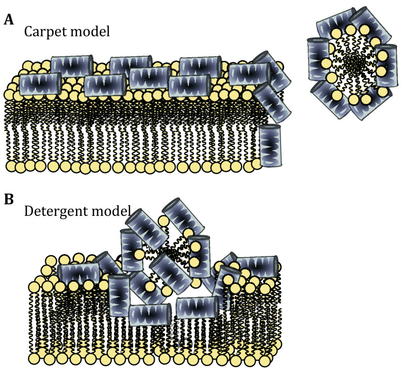 Latest developments on the mechanism of action of membrane disrupting peptides.