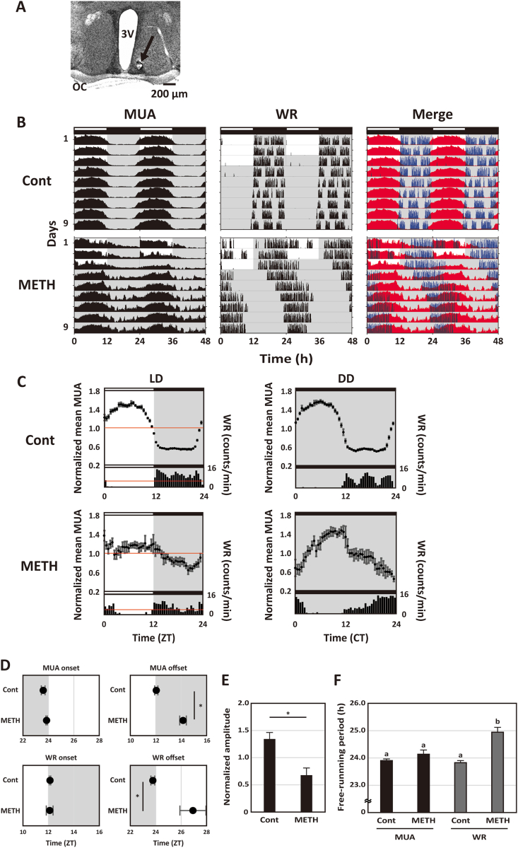 Chronic methamphetamine uncovers a circadian rhythm in multiple-unit neural activity in the dorsal striatum which is independent of the suprachiasmatic nucleus