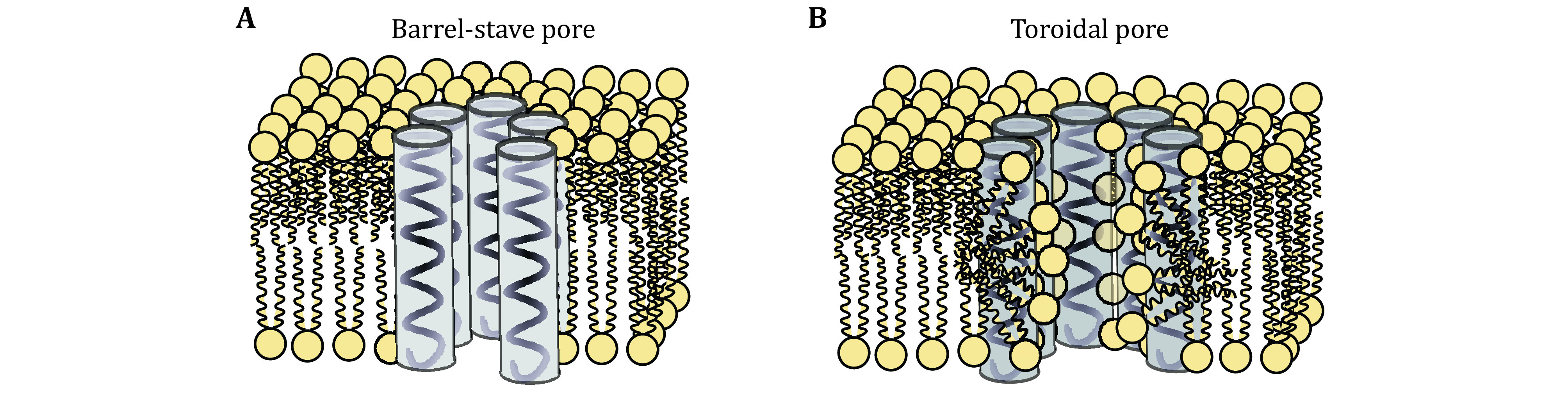 Latest developments on the mechanism of action of membrane disrupting peptides.