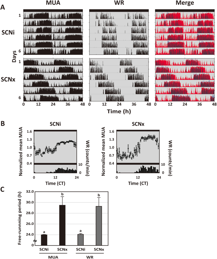 Chronic methamphetamine uncovers a circadian rhythm in multiple-unit neural activity in the dorsal striatum which is independent of the suprachiasmatic nucleus