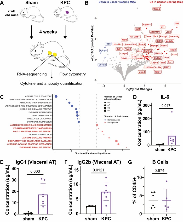 Type 2 immunity is maintained during cancer-associated adipose tissue wasting.