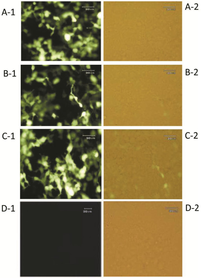 Experimental validation of a predicted microRNA within human <i>FVIII</i> gene.