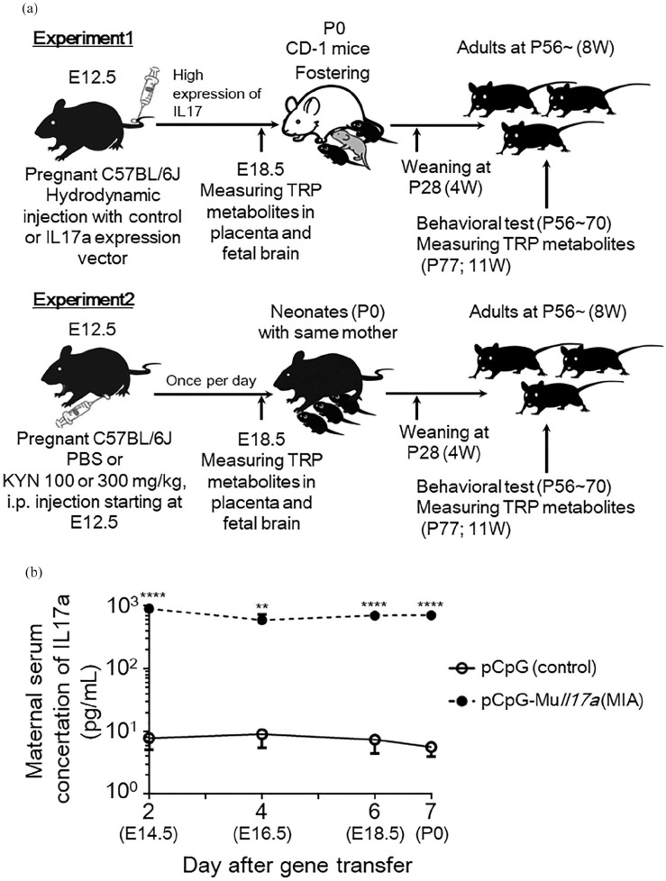 The Effects of Maternal Interleukin-17A on Social Behavior, Cognitive Function, and Depression-Like Behavior in Mice with Altered Kynurenine Metabolites.