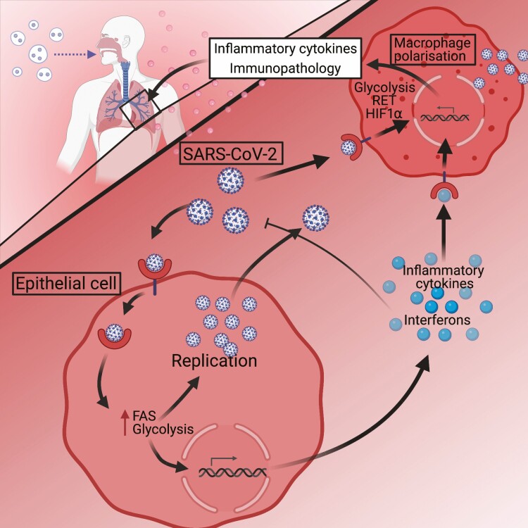 Targeting immunometabolism to treat COVID-19.