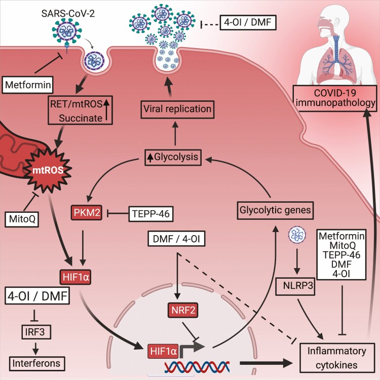 Targeting immunometabolism to treat COVID-19.