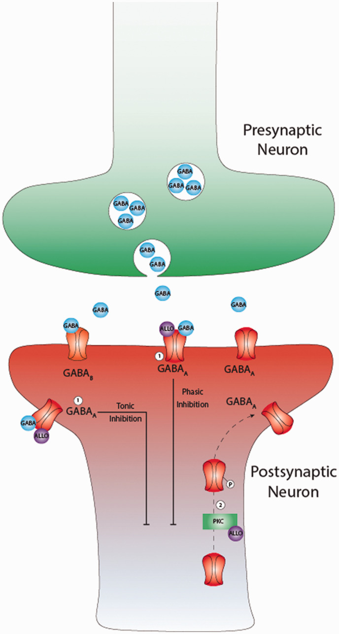 Emerging Therapeutics Based on the Amino Acid Neurotransmitter System: An Update on the Pharmaceutical Pipeline for Mood Disorders.