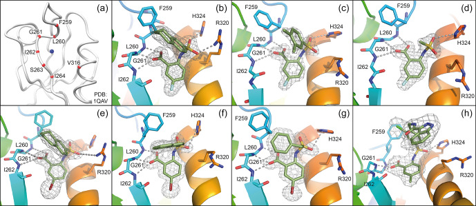 Small-molecule inhibitors of the PDZ domain of Dishevelled proteins interrupt Wnt signalling.